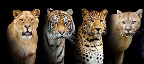 International Big Cat Alliance Becomes Treaty-Based Organization with ...