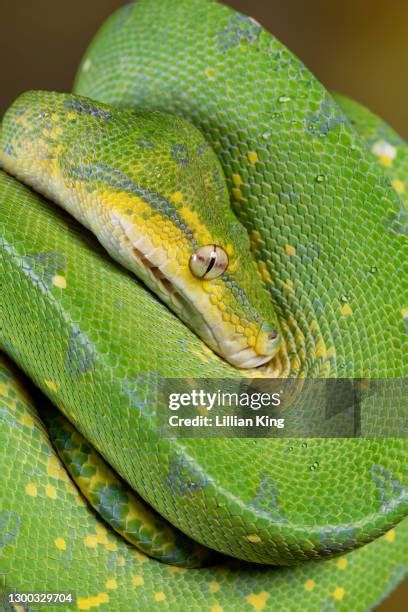 Image result for King Python