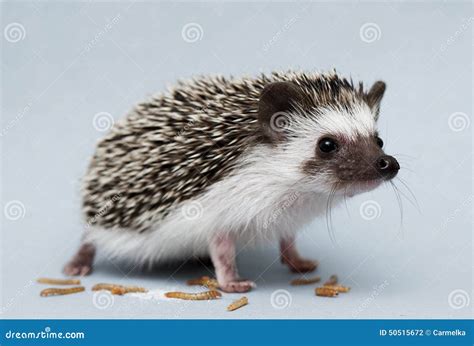 Cute Rodent Hedgehog Baby Atelerix Albiventris Background Stock Photo ...