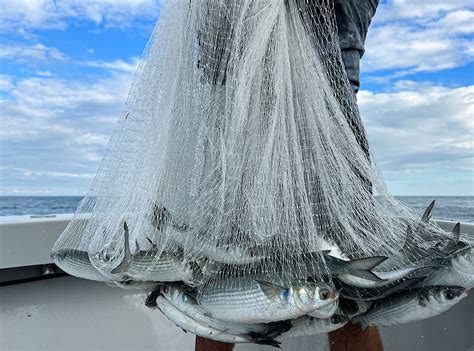 Image result for Cast Net Mullet Run