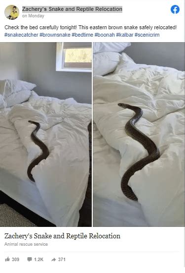 【看到床不要直接躺下！】女子掀开床单看到2米巨蛇！网民：世界第二毒蛇！ | 88razzi