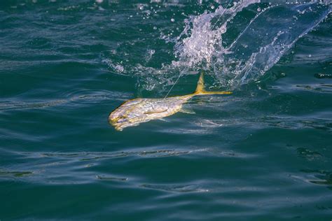 3 Things You Need to Know About Yellow Jacks | WAYPOINT TV