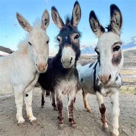 Dwarf Donkeys