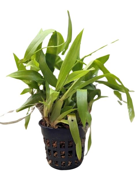 Oncidium Orchid Species flexuosum Without Flowers - Specimen Size Plant