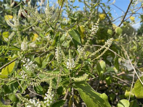 Aloysia virgata (Verbenaceae) image 238562 at PhytoImages.siu.edu