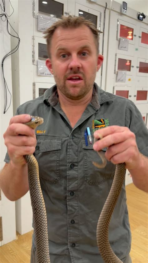 Billy Collett. Aus Naturalist | Check out the Venom Yield from this ...