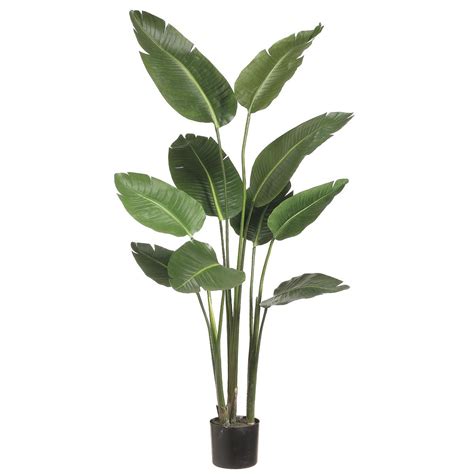 5 foot Bird of Paradise Plant: Potted | Plants, Indoor floor plants and ...