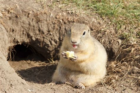 Gopher Animal Facts | Geomys bursarius | AZ Animals