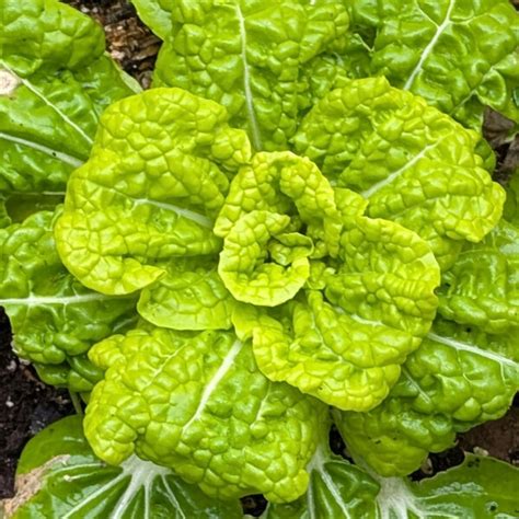 Winter choi ‘Golden Heart’ organic seeds