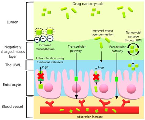 Drug Nanocrystals in Oral Absorption: Factors That Influence Pharmacokinetics