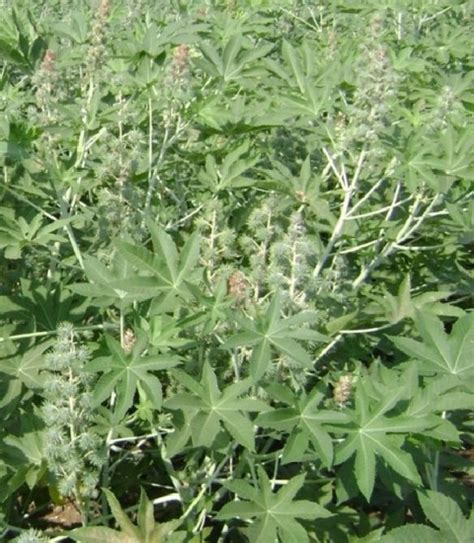 Castor | ICAR-Indian Institute Of Oilseeds Research