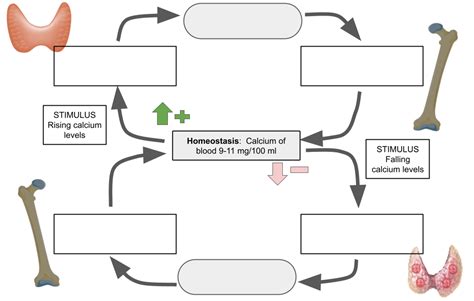 Image result for Positive Feedback Loop Endocrine System