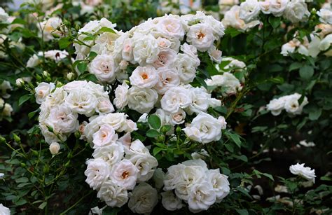 Elegant White Rose Bush in Full Bloom | HD Floral Nature Wallpaper