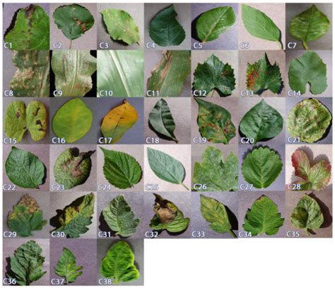 Programming Tools for Plant Disease Prediction Using CNN 的图像结果