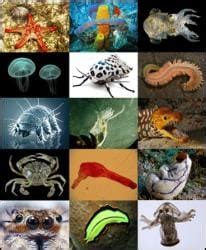 Animals - GK Olympiad for Class 8 PDF Download