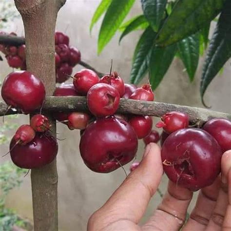 Ruruhi Fruit Plant (Syzygium Sulawesi ) – veliyathgardens