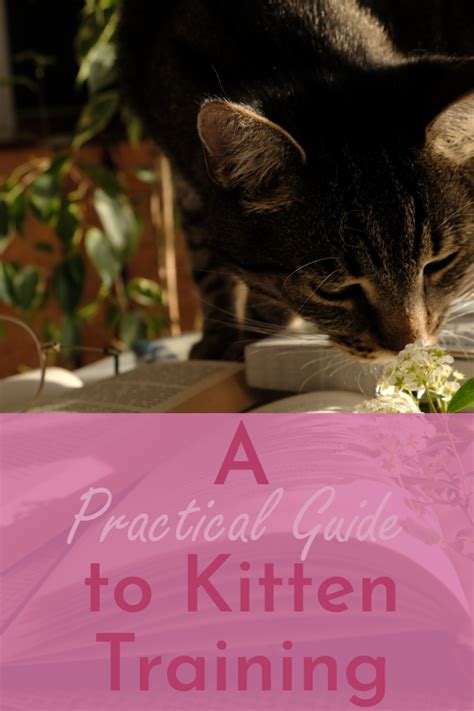 Image result for Keep Learning Cat