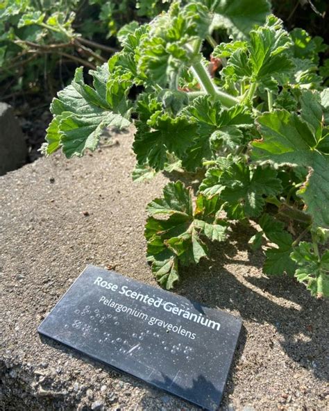 Jensen Botanical Garden - Carmichael Recreation and Park District