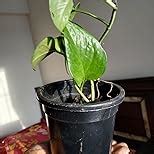 Root Bridges Indoor Green Money Plant (Pot included) : Amazon.in ...