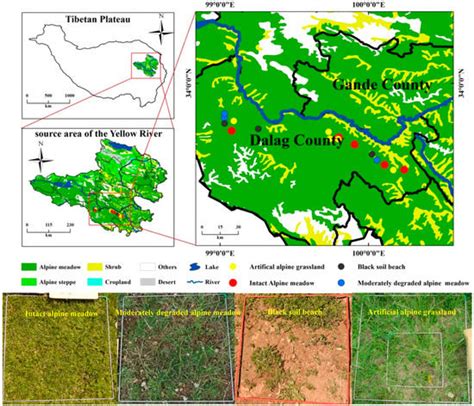 Variations and Mutual Relations of Vegetation–Soil–Microbes of Alpine ...