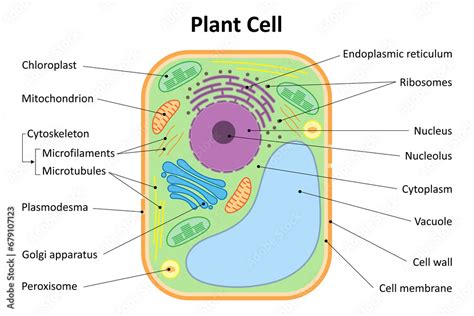 Plant Cell Structure 的图像结果