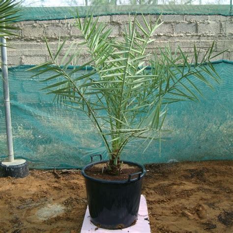 Date Palm - Phoenix Dactylifera | Palms - Outdoor Plants | growhub AE