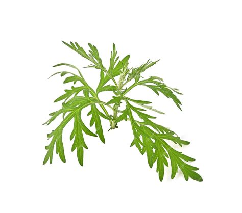 Premium Photo | Artemisia vulgaris L Sweet wormwood Mugwort or ...