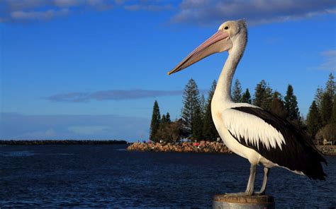 Download A flock of Pelicans fly over the marsh | Wallpapers.com