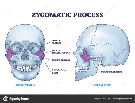 Anatomie Zygomatique