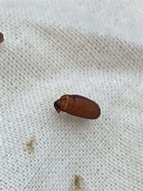 Large Brownish Beetle In Bathroom