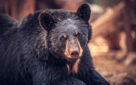 Download wallpaper look, face, portrait, bear, baribal, section animals ...