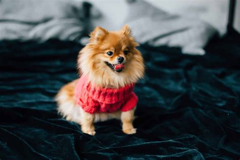 13 Small Dog Breeds That Stay Puppy-Like Forever - iHeartDogs.com