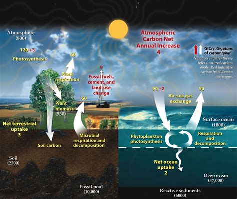 Carbon cycle - Definition, Explanation, Carbon cycle diagram