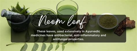 Neem Leaf - Health Benefits, Uses and Important Facts - PotsandPans India