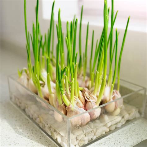 Growing Garlic Indoors