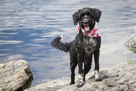 Portuguese Water Dog Hypoallergenic