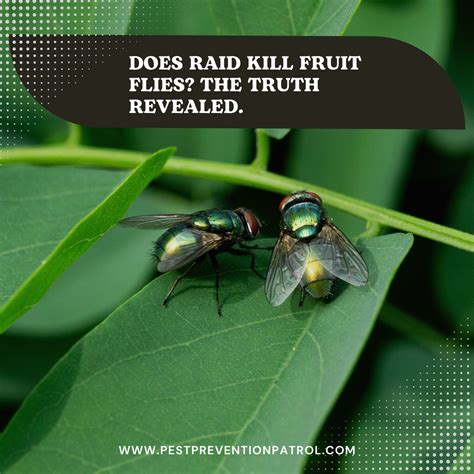 Does Raid Kill Fruit Flies? The Truth Revealed. - Pest Prevention Patrol