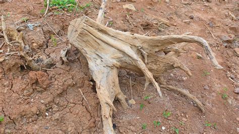 Tree Root Removal Tips 的图像结果
