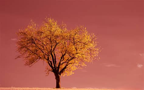 Download wallpaper 3840x2400 tree, field, horizon, pink 4k ultra hd 16: ...