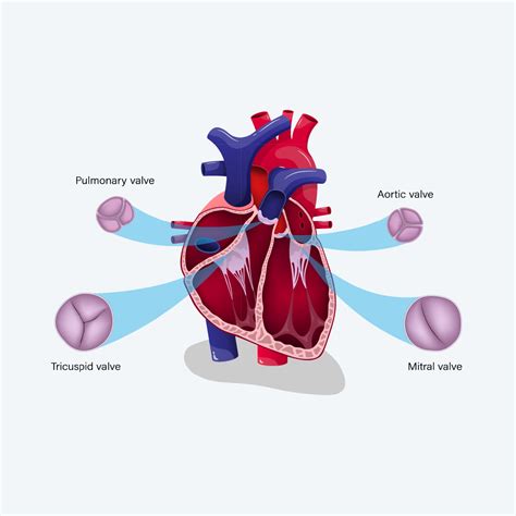 Mitral Valve Mitral Regurgitation Overview | CardioSmart