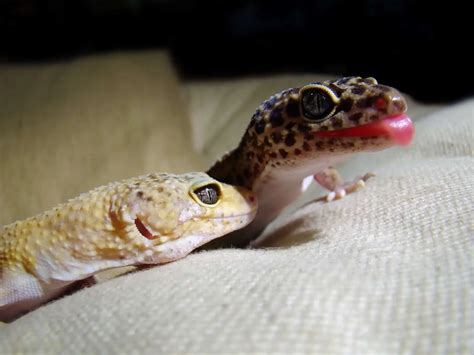 How Much Does a Leopard Gecko Cost? (Pet & Accesories)