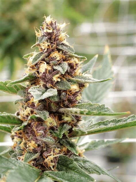 Dilated Pupil V2 F1 #13 Regular Seeds - DCSE - Buy Now