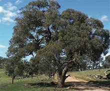 Eucalyptus 的图像结果
