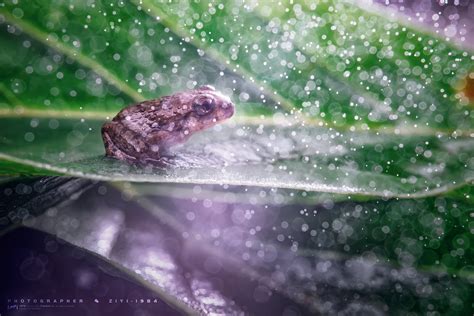 《雨后遇蛙》|摄影|微距|摄影师子意 - 原创作品 - 站酷 (ZCOOL)