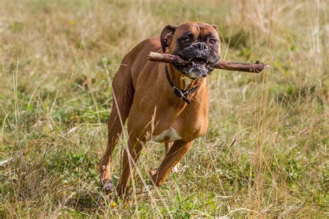 Boxer Dog Boxing 的图像结果