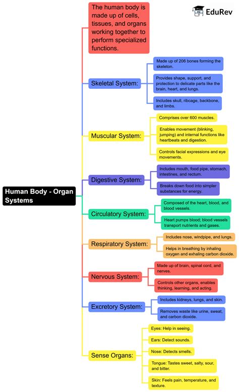 Mind Map: Human Body: Organ Systems - Science for Class 3 PDF Download
