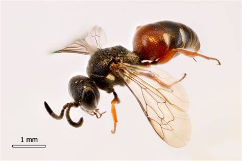 A new wasp discovery: Unearthing Belgium’s hidden biodiversity ...