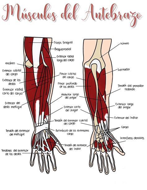 Pin by AprilOk on ANATOMÍA ️🧠 🦴 | Medicine student, Medical anatomy ...