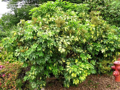 Schefflera Tree Invasive Florida 的图像结果