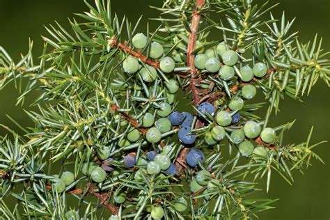 Heimische Ethnobotanik # 4 - Der Wacholder - Pflanzliche Drogen ...